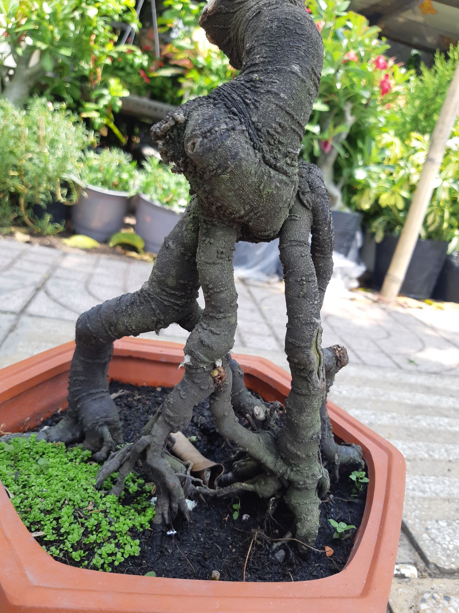 phôi khế nhật gốc quái