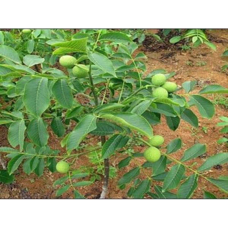 Cây óc chó f1 ( giống chuẩn)