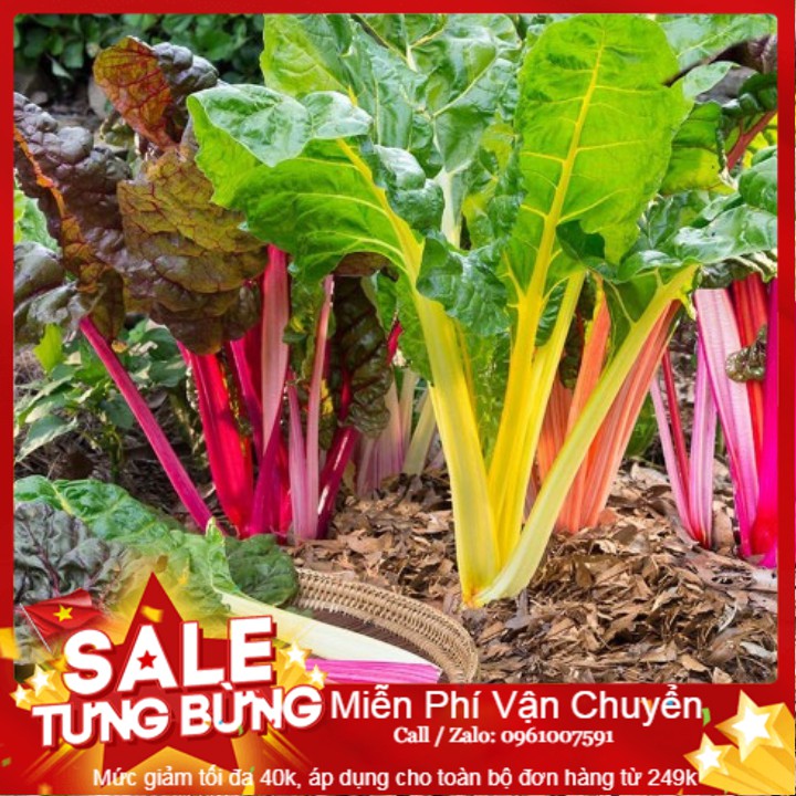 Hạt Giống Cải Ngũ Sắc -20 Hạt