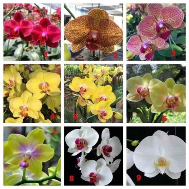 Hồ điệp hoa đại giống