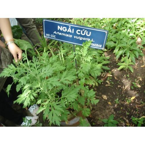 Hạt giống cây ngãi cứu - 1 gói 50 hạt