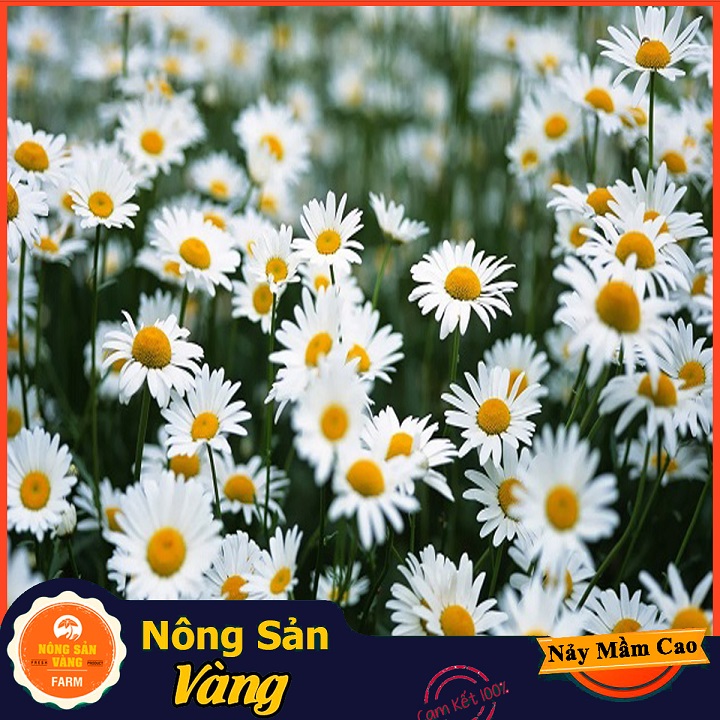 Baby Daisy seed (white daisy flower) long-lasting beautiful flower easy to grow care (0.03 grams package)-yellow shallow product