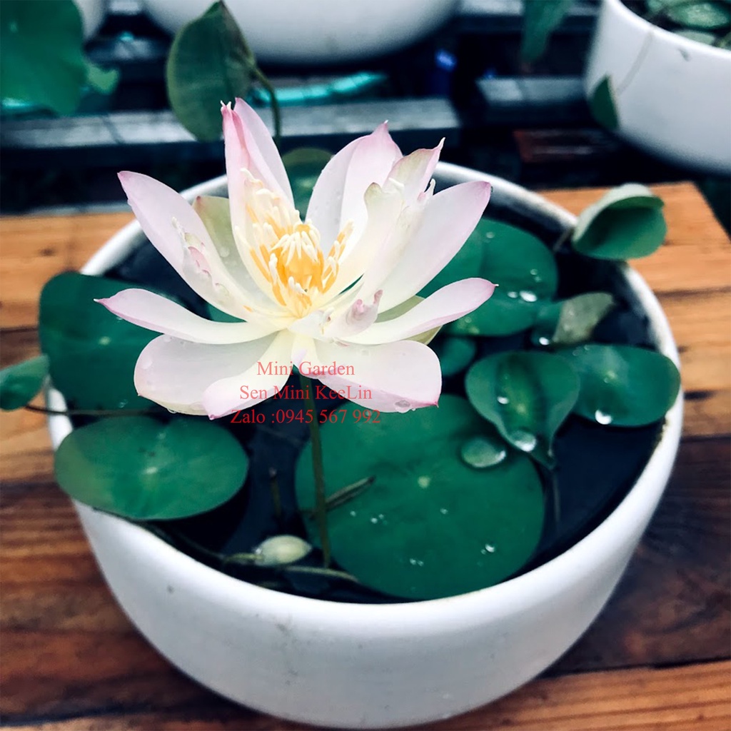 Củ Giống Hoa Sen Mini Nhật KeeLin.