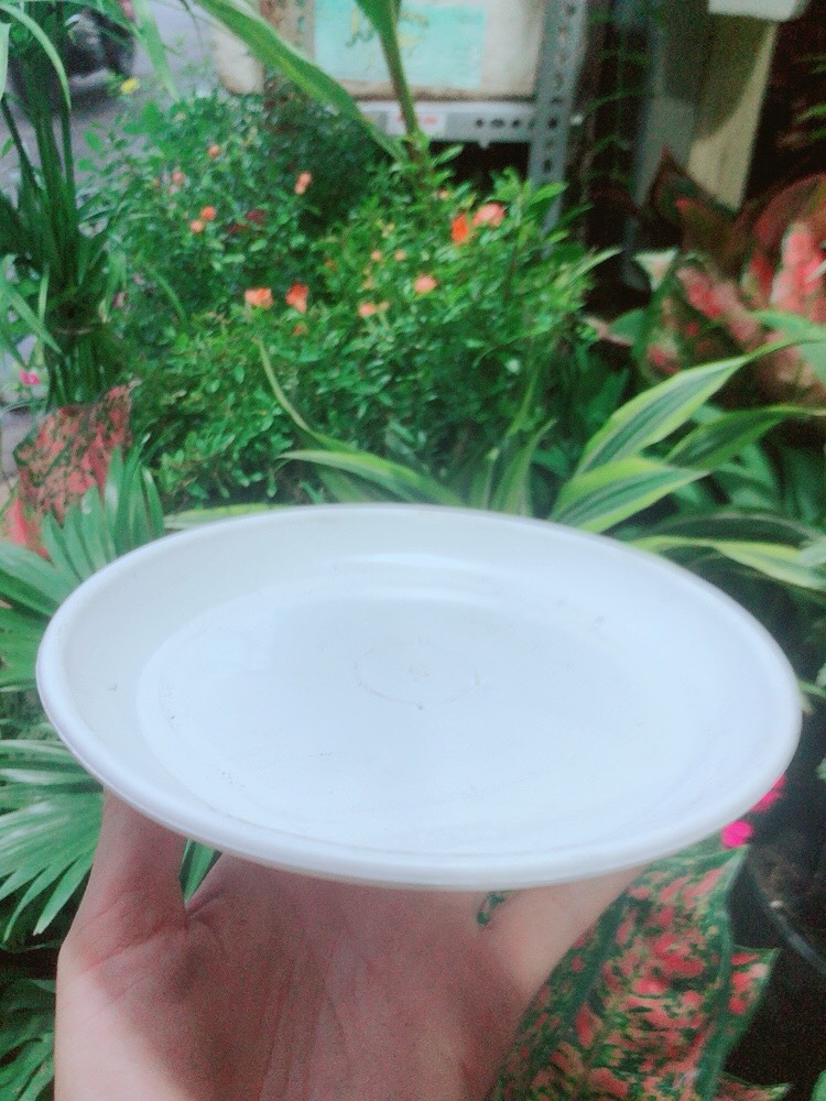 Đĩa lót chậu