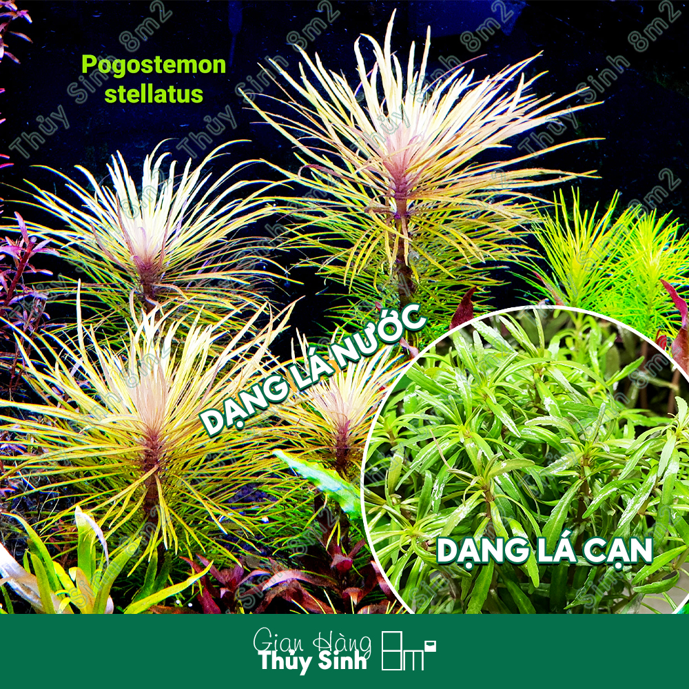 Cây Dừa Sing (Bách Diệp Thảo), Cây Thủy Sinh Hậu Cảnh, Cắt Cắm | 8m2