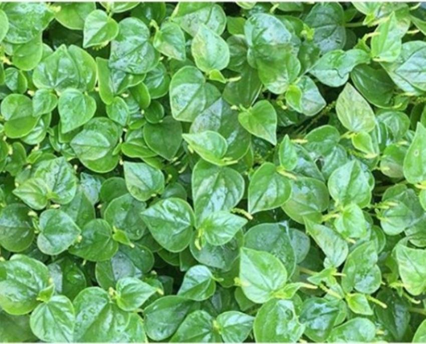 50 hạt giống rau càng cua
