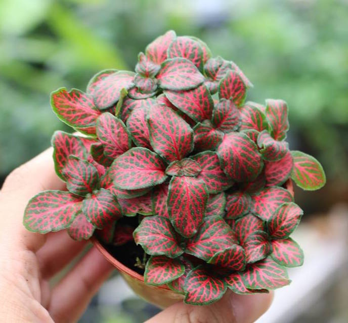Cây cẩm nhung , cỏ may mắn màu đỏ