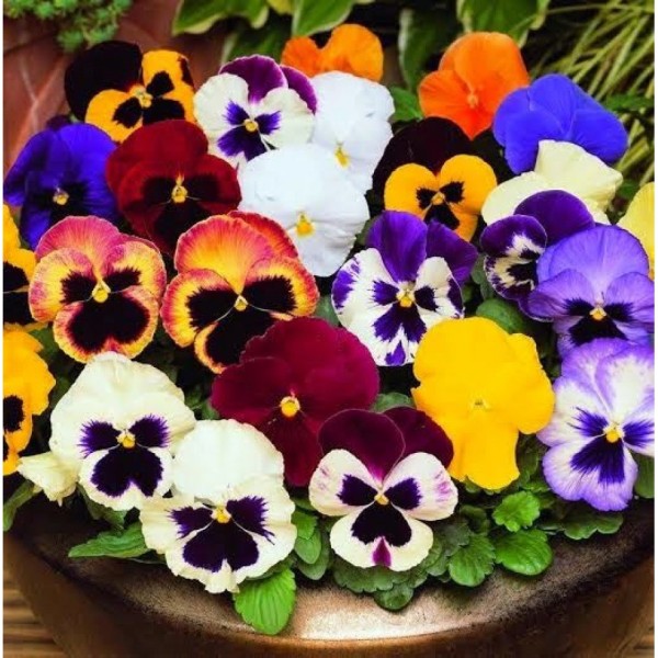 [0.01g] Hạt giống hoa Viola, cánh bướm, Pansy nhiều màu