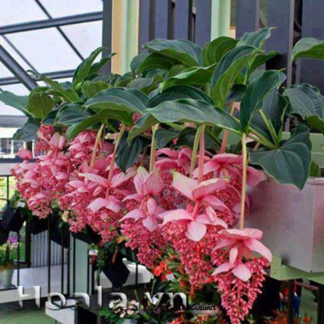 Cây hòn ngọc viễn đông