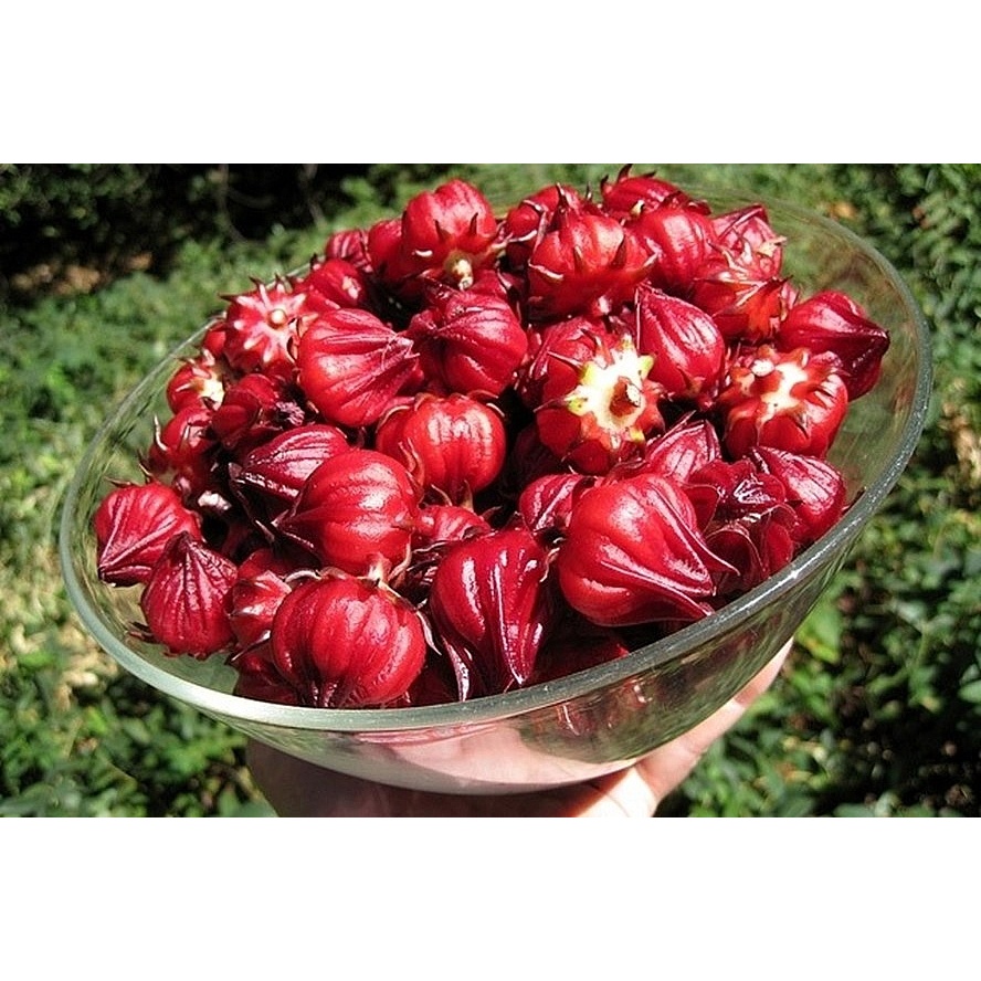 MA163 Hạt giống Hoa Atiso đỏ ( Bụt giấm 10 HẠT )