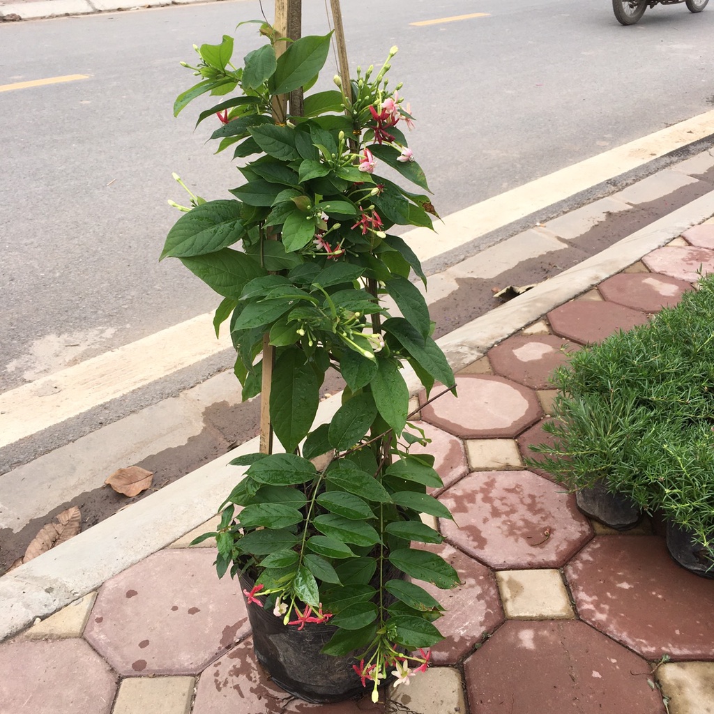 Cây hoa leo sử quân tử leo giàn,trang trí ban công