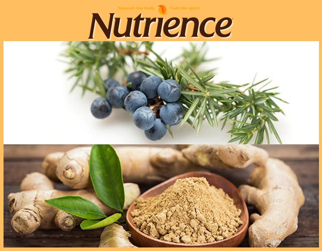 [HCM]NUTRIENCE CHO CÚN CON bao 500g