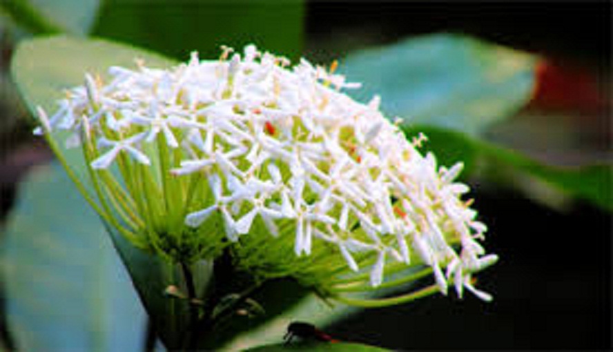 hoa mẫu đơn trắng, đơn ta, hoa rất thơm