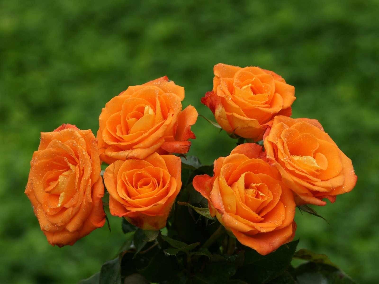 [HCM]Hạt giống hoa hồng tỷ muội