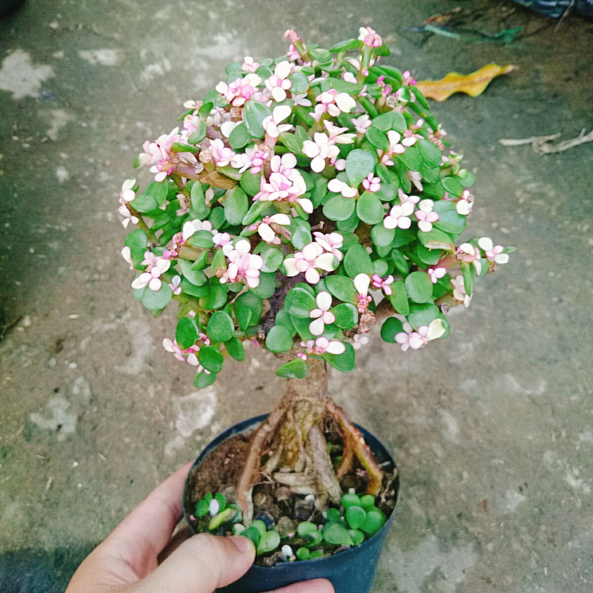 Cây Ngọc Bích (Đỏ) - Cây cảnh bonsai để bàn