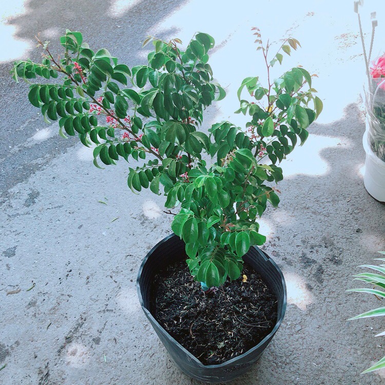 Cây khế cho nhiều quả