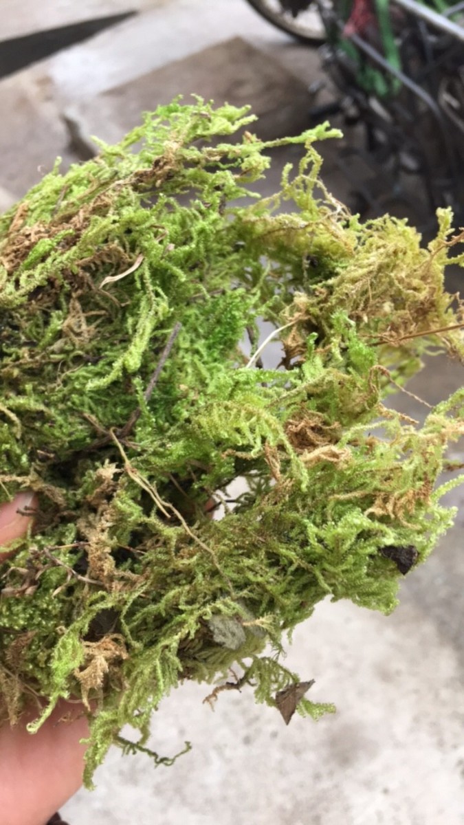 200g rêu rừng giúp giữ ẩm dành cho hoa lan, hoa hồng