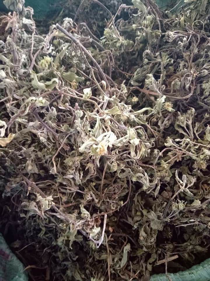 Cây cỏ mực khô ( cây nhọ nồi 1kg)