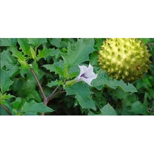 100 Hạt Cà Độc Dược Giống Bao Lên Nhanh