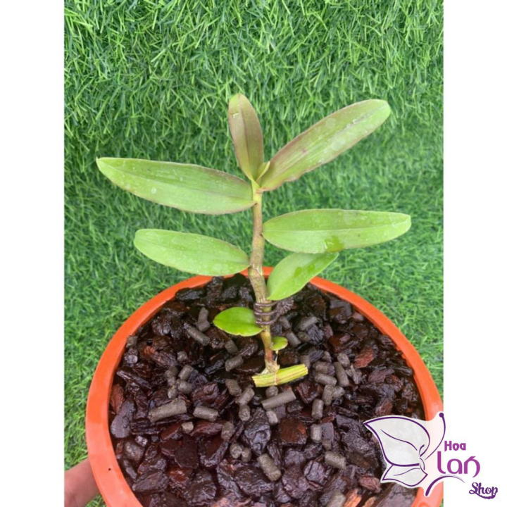Lan Phi Điệp *☘️ FREESHIP ☘️* Hồng Mỹ Nhân  [ Ươm Kie ]