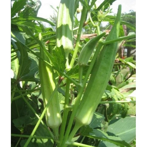 Giống Đậu Bắp Xanh Rạng Đông 20Gram