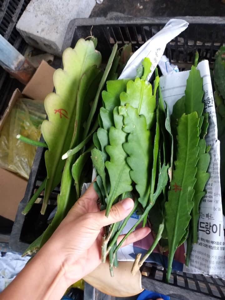 Đại Nhật Quỳnh 7 màu hoa ( lá giống)