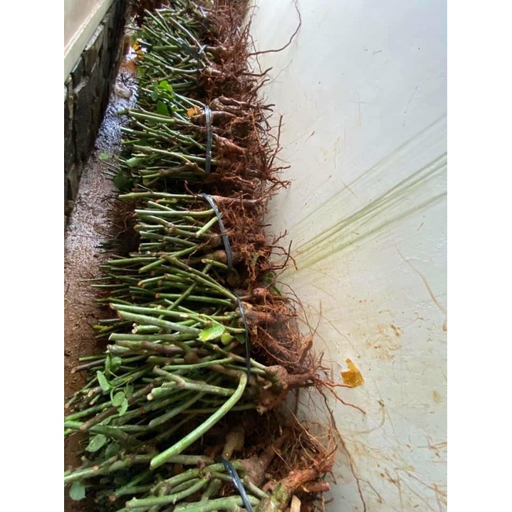 GỐC HOA HỒNG SIÊU NỤ (KHÁCH ĐƯỢC CHỌN   MÀU)
