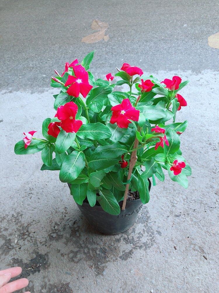 Hoa Dừa Cạn Màu Đỏ (có sẵn hoa)