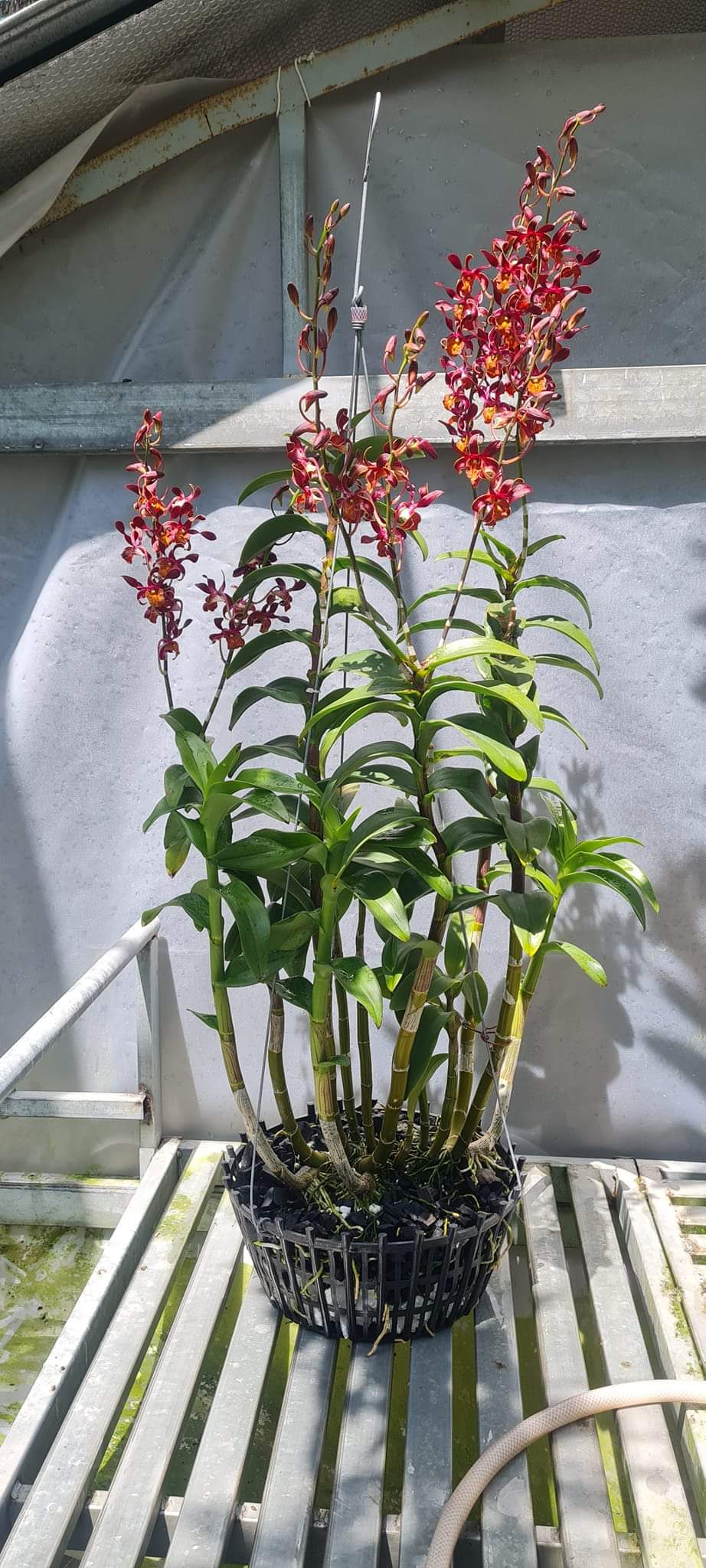 HOA LAN HOÁN LONG CÂY GIỐNG(7-12CM)
