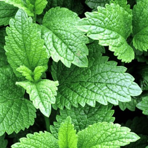 Hạt Giống Bạc Hà Chanh (LEMON BALM 601) 1gr