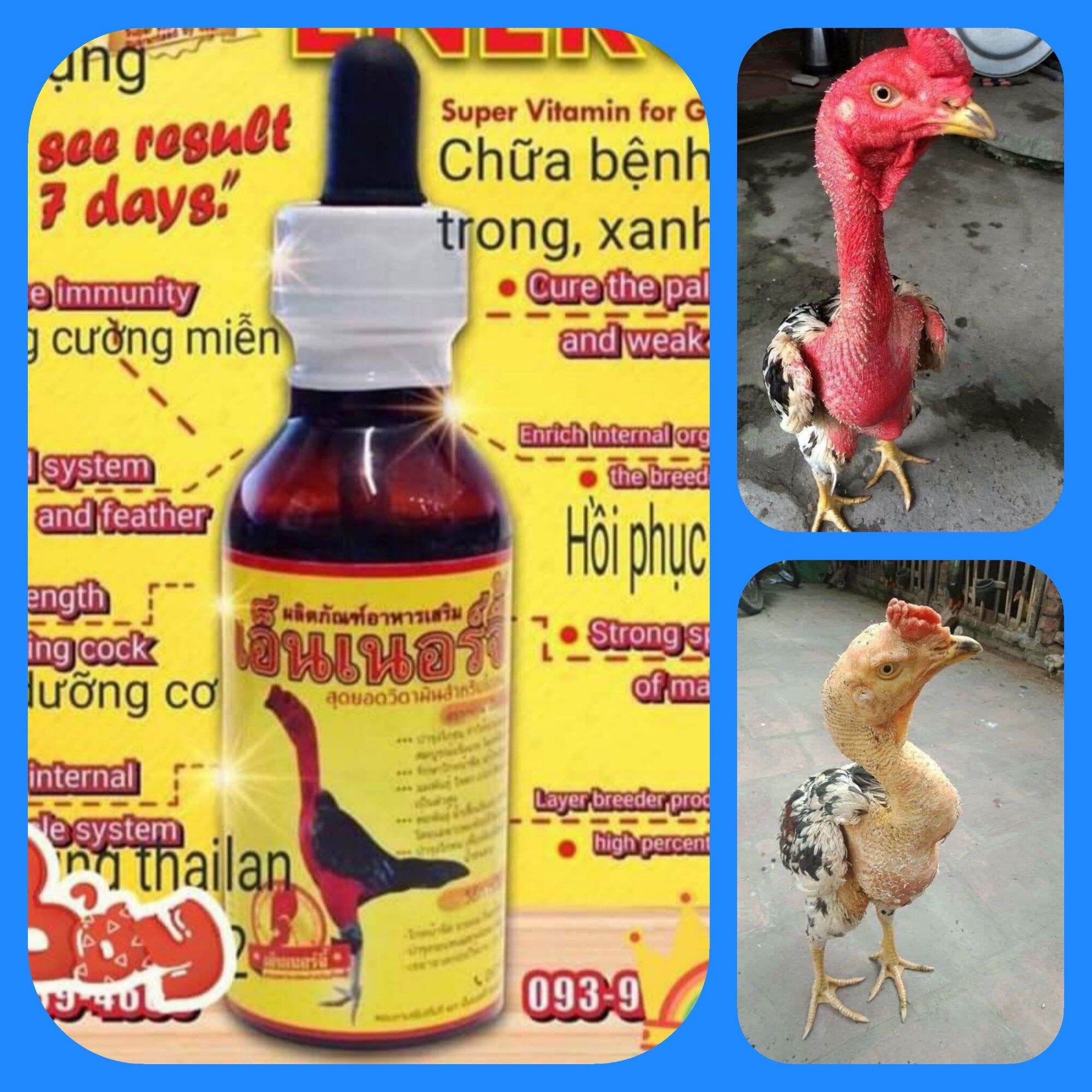 ĐẶC TRỊ ỐM TRONG cho gà đá, gà chọi, gà tre CT