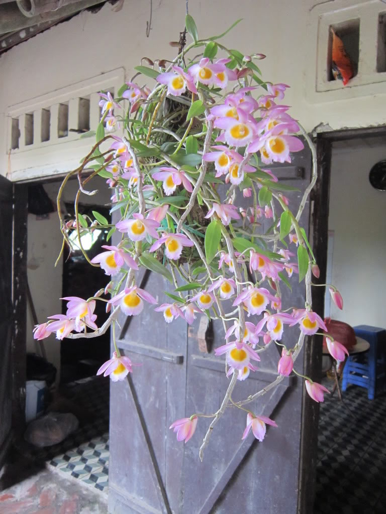 hoa phong lan nghệ tâm