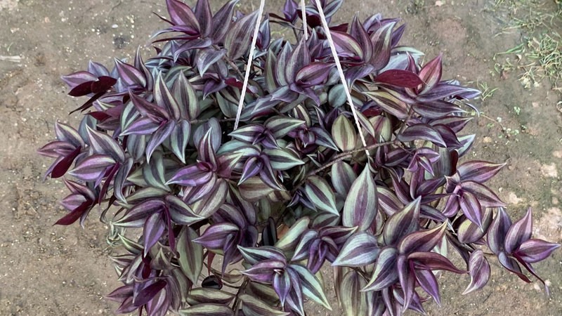 Cây Thài Lài tím (Cây Hồng Trai)