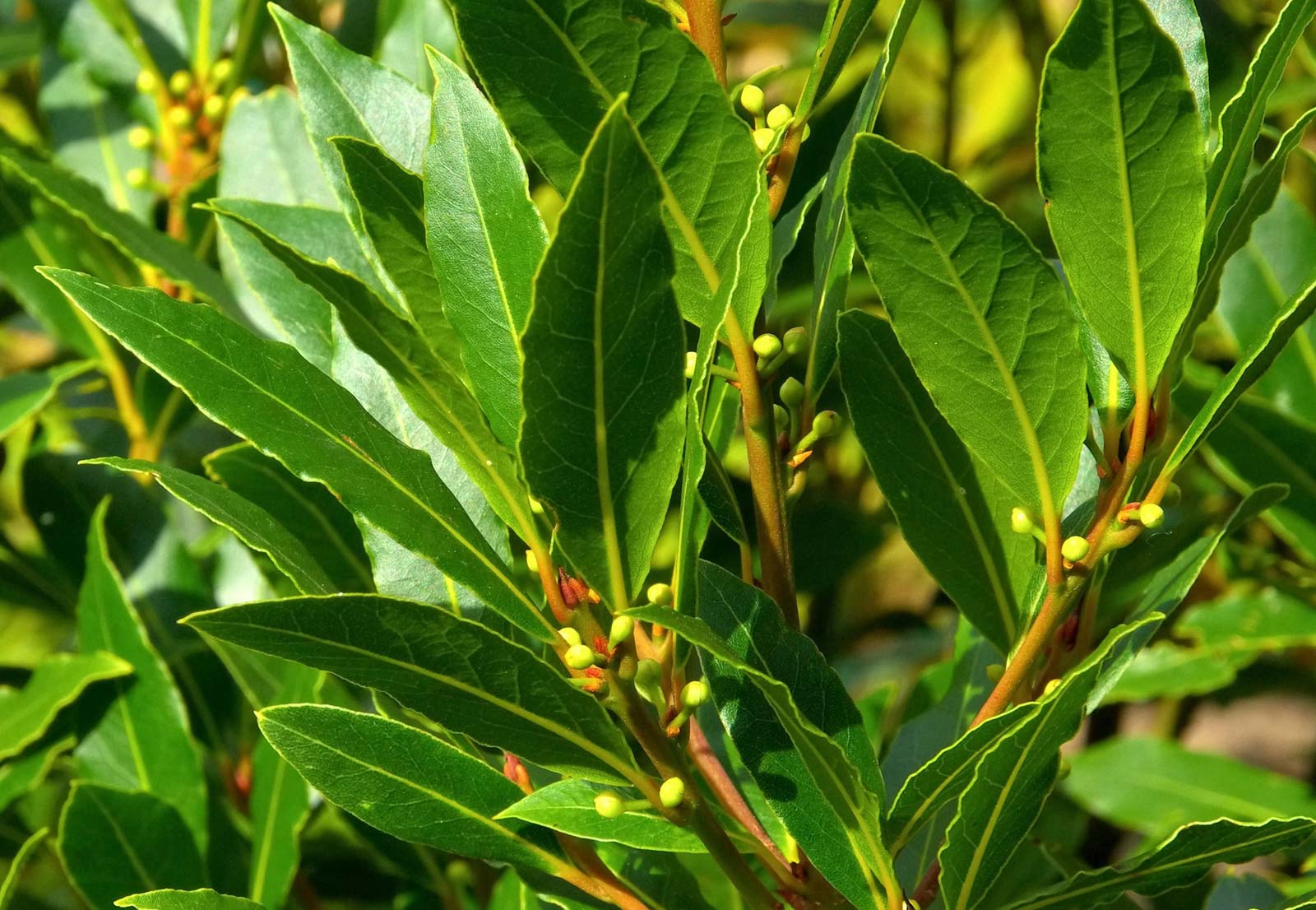 Ong Cha Va Bay Leaf 200g
