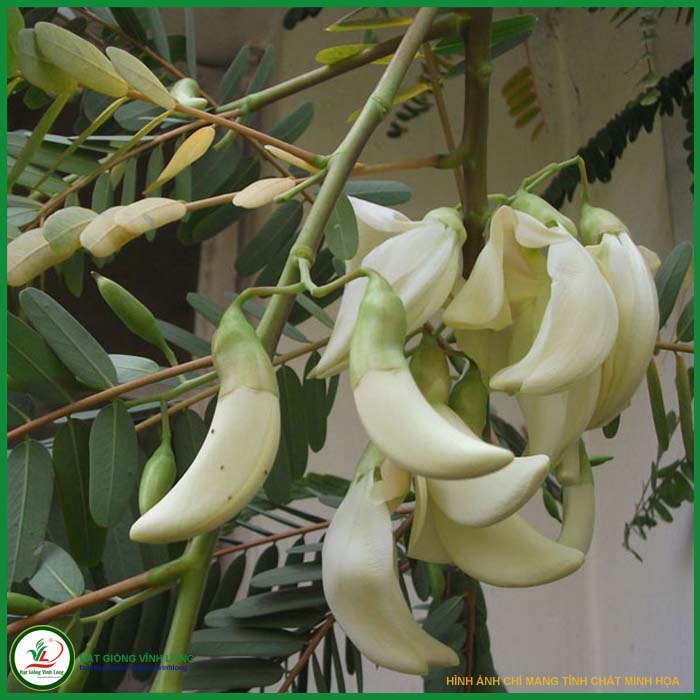 Hạt giống Bông so đũa trắng (hạt tự thu) - 20 hạt