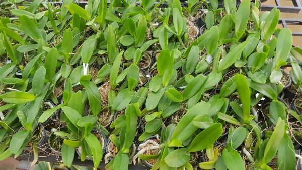 [Siêu Sale] hoa lan hoàng nhạn thái 4n