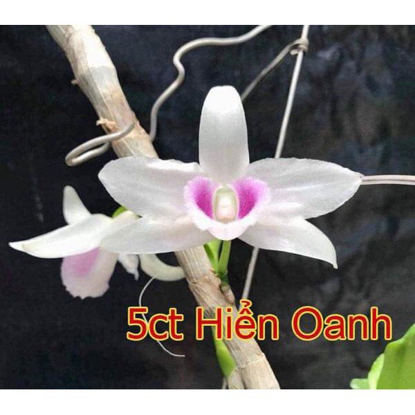 Lan phi điệp 5 cánh trắng HO ươm kie