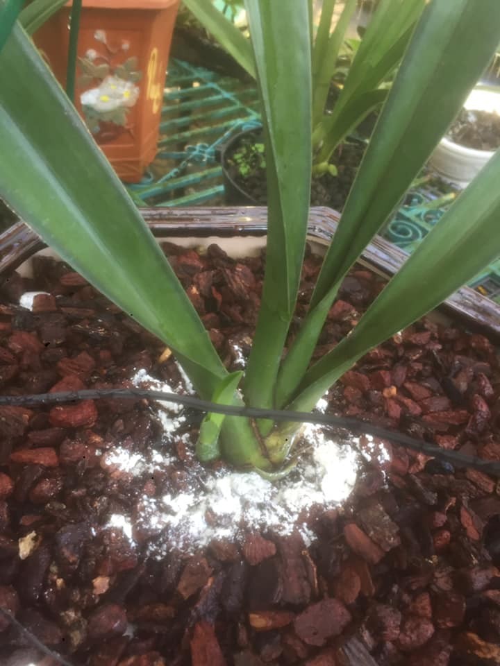 Rooting Powder Mỹ