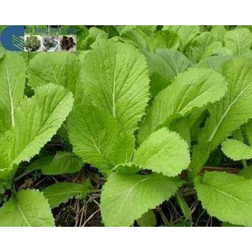 Gói 20g hạt giống cải bẹ xanh mỡ