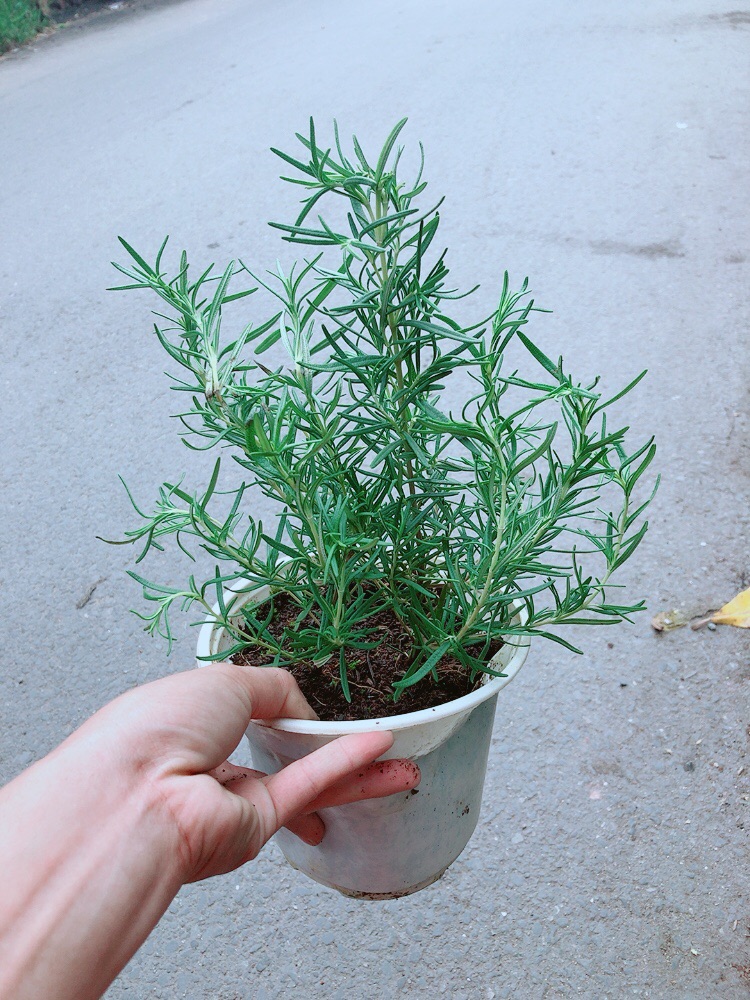 Chậu Hương Thảo
