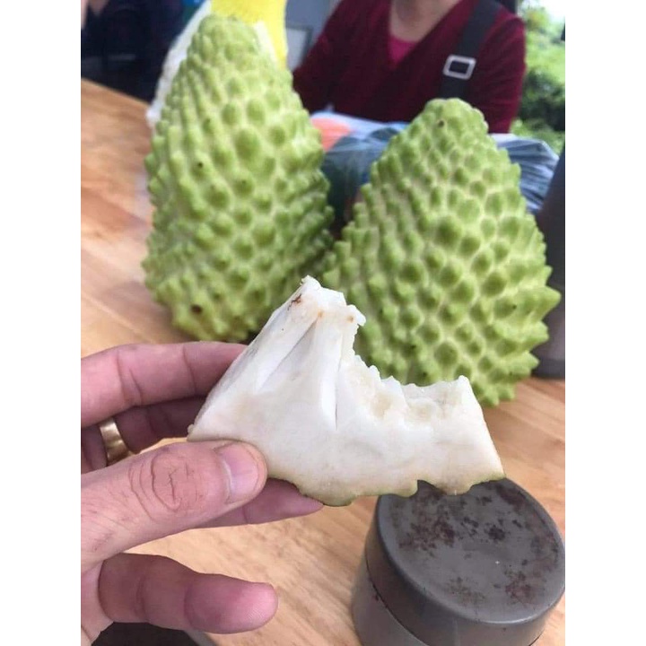 Cây giống na sầu riêng