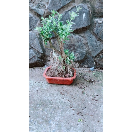 Bạch Tuyết Mai Bonsai