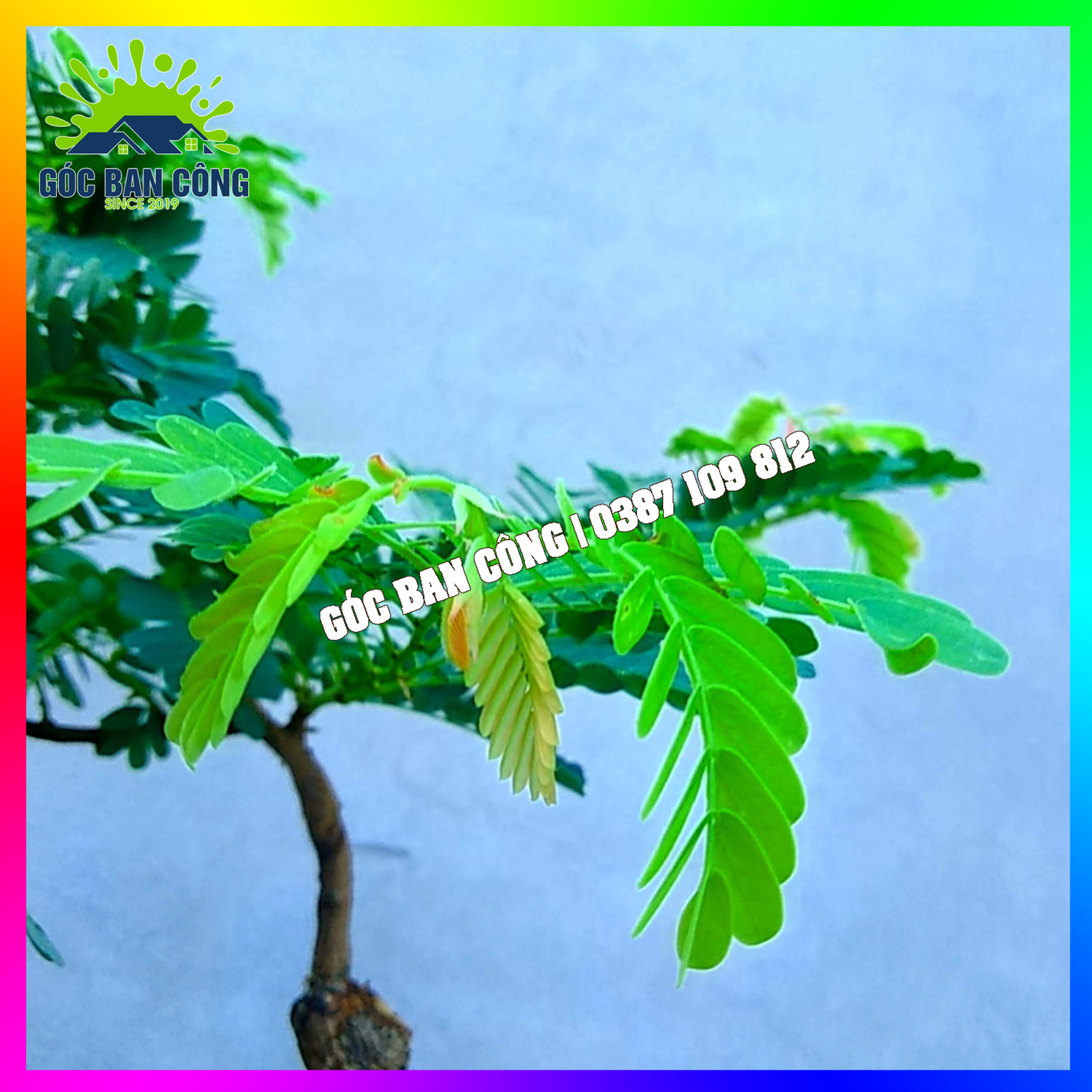 Cây Me Bonsai Mini - MCBS02
