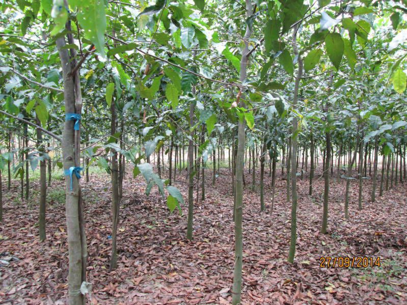 Cây gỗ sao đen giống + Tặng 3 Cây Giống Chè Xanh