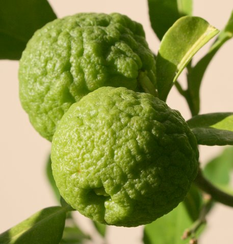 Combo 5 cây chúc cao 20_30cm khỏe mạnh, cây chanh thái, cây trúc, cây chúc giống vùng bảy núi An Giang