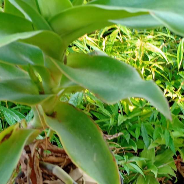 2cây lược vàng