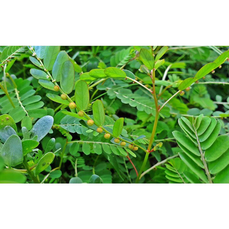 Cây giống Hạ Diệp Châu ( cây chó đẻ răng cưa)