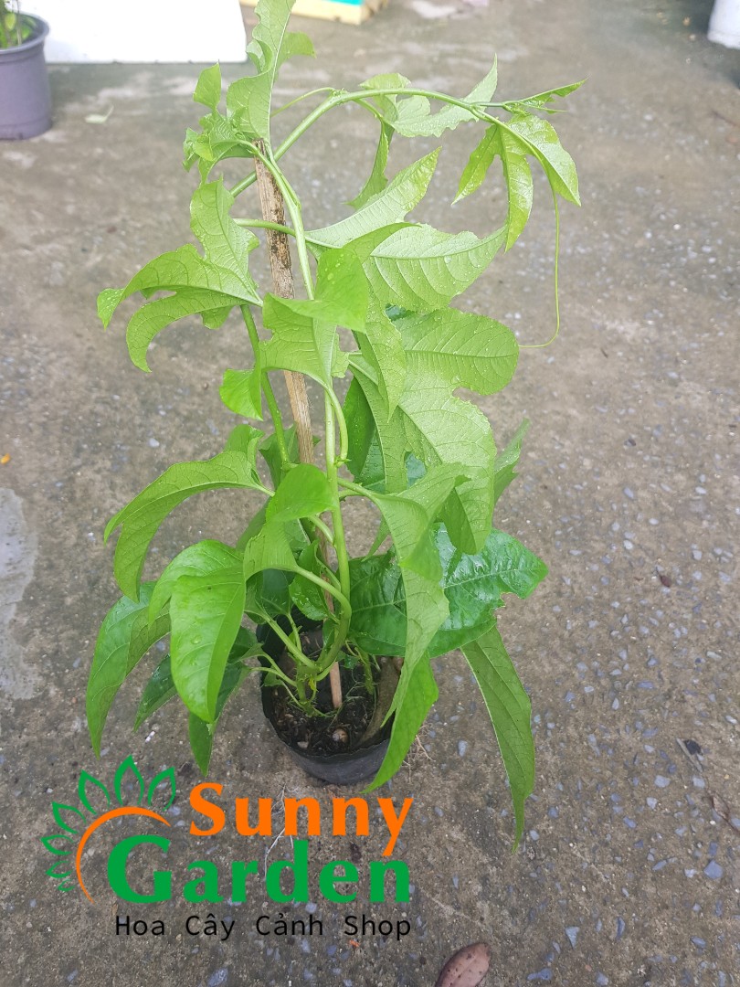 Cây giống chanh dây, chanh leo, cao 25-30cm