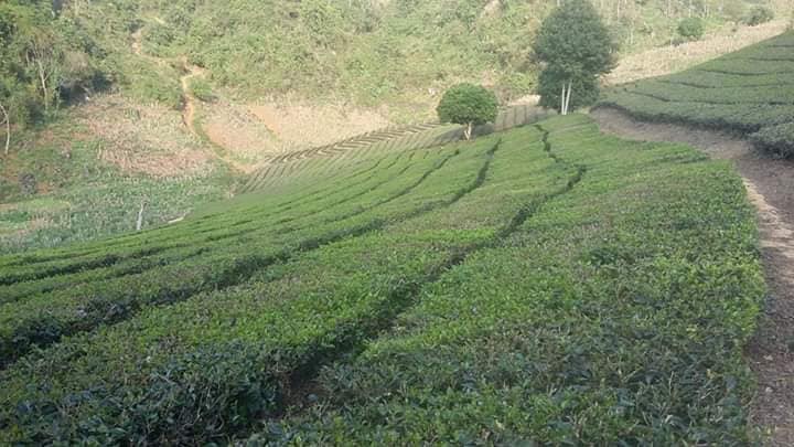 chè khô yên bái