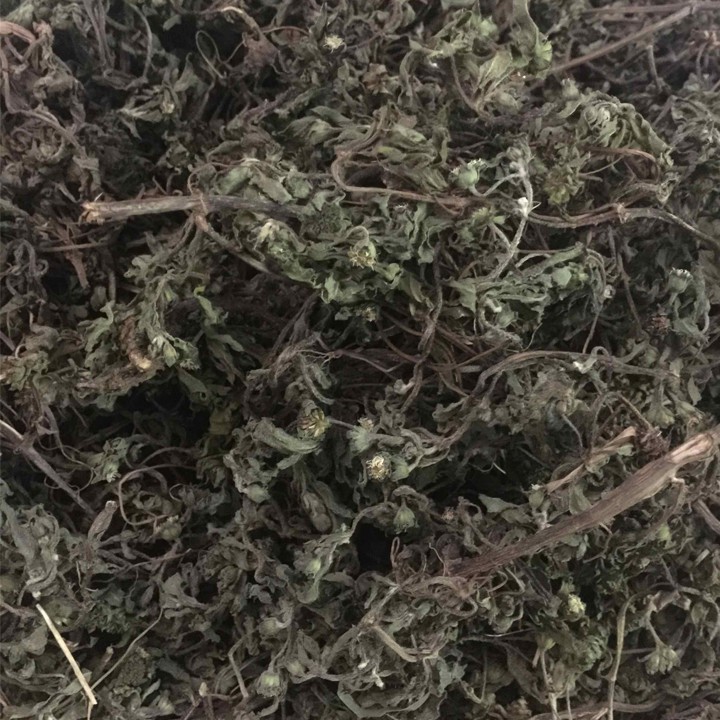 Squid Grass, Dried Pot Herb Gt106